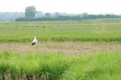 Storch im Königsauer Moos