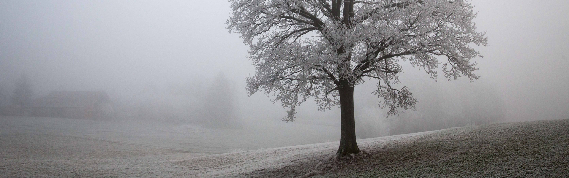 Header 015 Baum im Rauhreif&Nebel